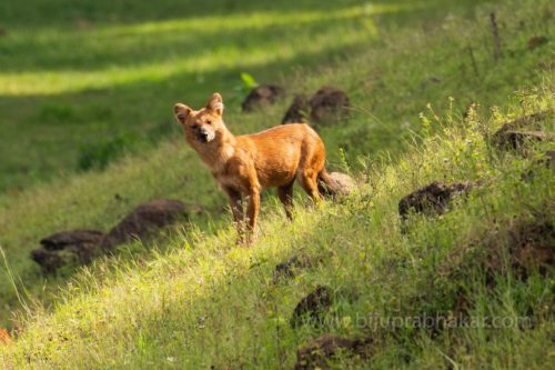 Wild-dog-hunt-2019-pics (1)