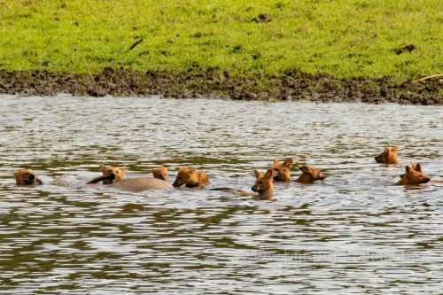 Wild-dog-hunt-2019-pics (10)