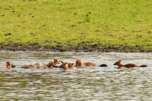 Wild-dog-hunt-2019-pics (11)