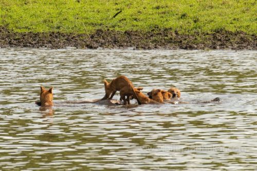 Wild-dog-hunt-2019-pics (13)