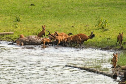 Wild-dog-hunt-2019-pics (14)