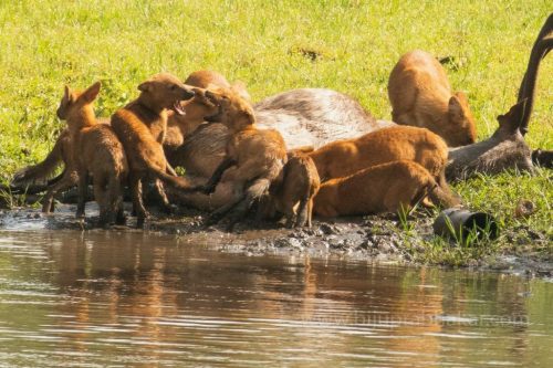 Wild-dog-hunt-2019-pics (15)