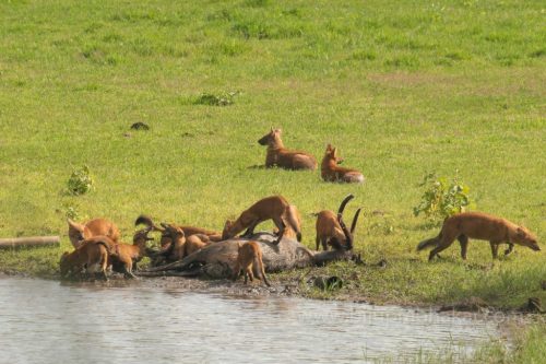 Wild-dog-hunt-2019-pics (16)