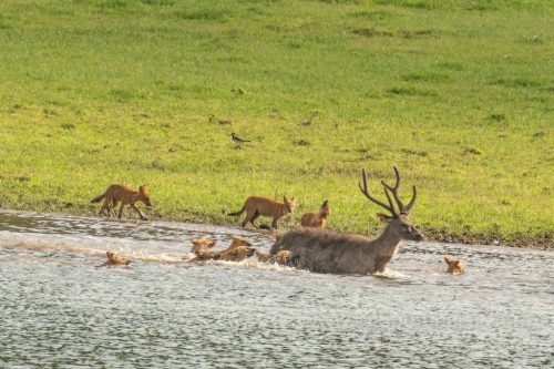 Wild-dog-hunt-2019-pics (2)