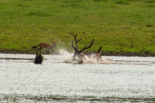 Wild-dog-hunt-2019-pics (4)