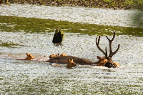 Wild-dog-hunt-2019-pics (5)