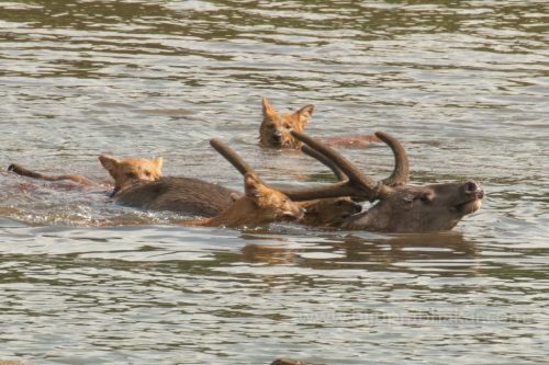 Wild-dog-hunt-2019-pics (6)