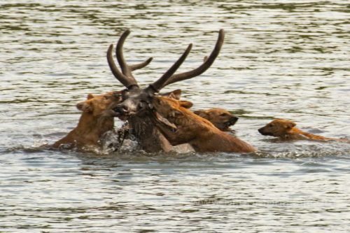 Wild-dog-hunt-2019-pics (7)