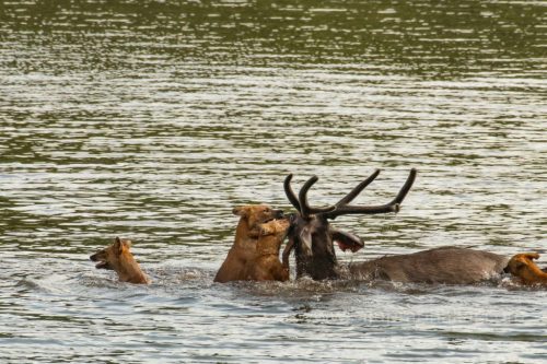 Wild-dog-hunt-2019-pics (8)