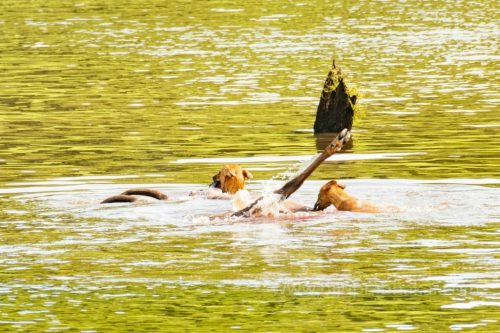 Wild-dog-hunt-2019-pics (9)