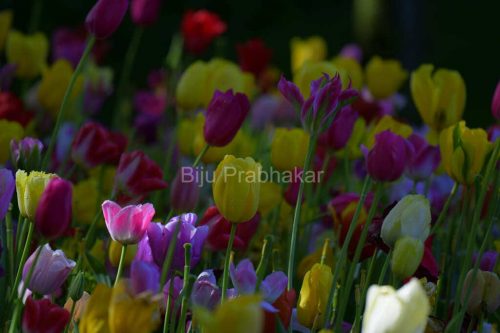 Amster-Tulips8260.JPG