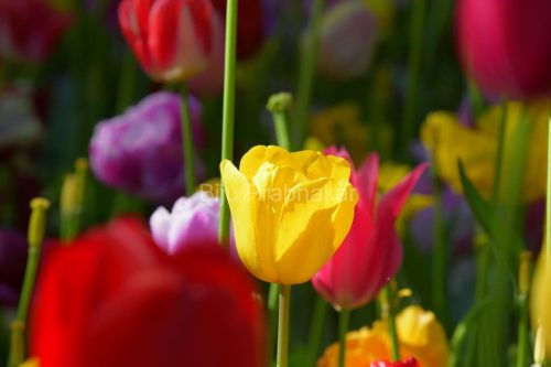 Amster-Tulips8300.JPG