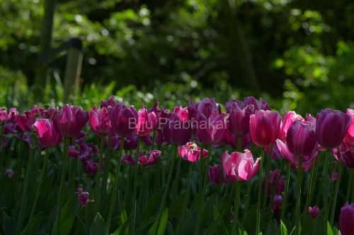 Amster-Tulips8305.JPG