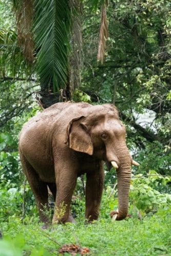 Athirappilli-Clicks-2024-1