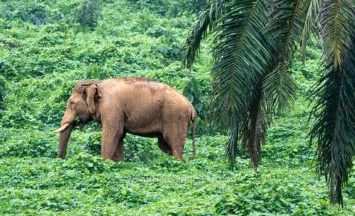 Athirappilli-Clicks-2024-10