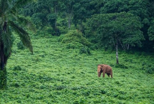 Athirappilli-Clicks-2024-11