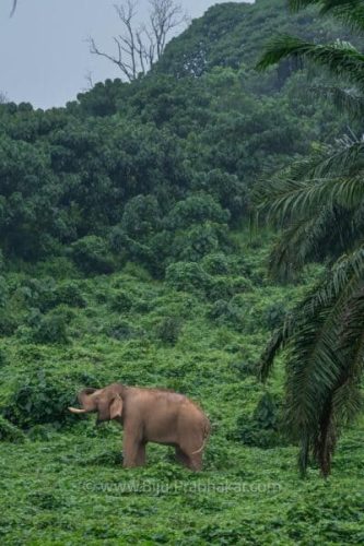 Athirappilli-Clicks-2024-12