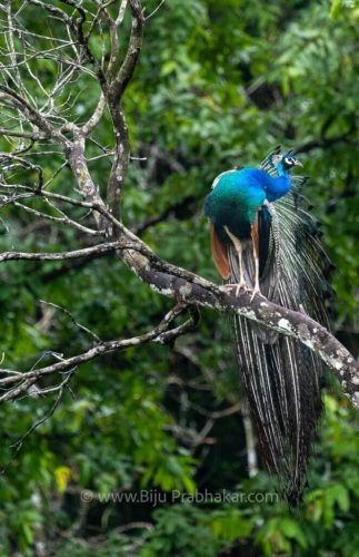 Athirappilli-Clicks-2024-14