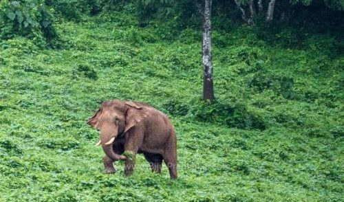 Athirappilli-Clicks-2024-15