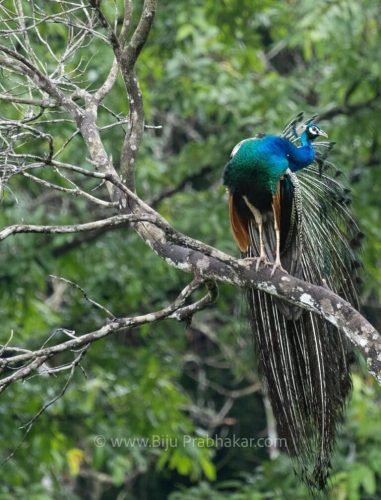 Athirappilli-Clicks-2024-16