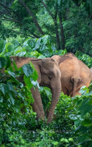 Athirappilli-Clicks-2024-4