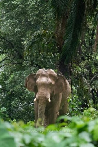 Athirappilli-Clicks-2024-5