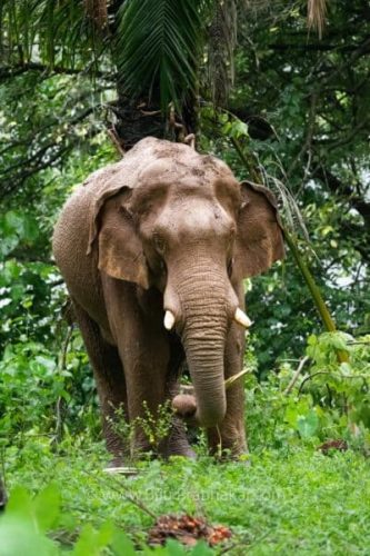 Athirappilli-Clicks-2024-6