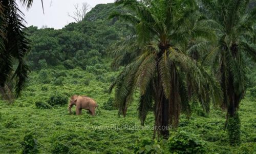 Athirappilli-Clicks-2024-7