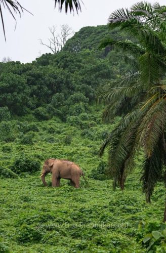 Athirappilli-Clicks-2024-8