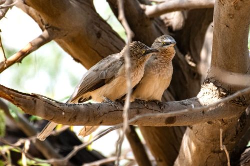 Birds-collection-1
