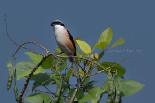 Birds-collection-10