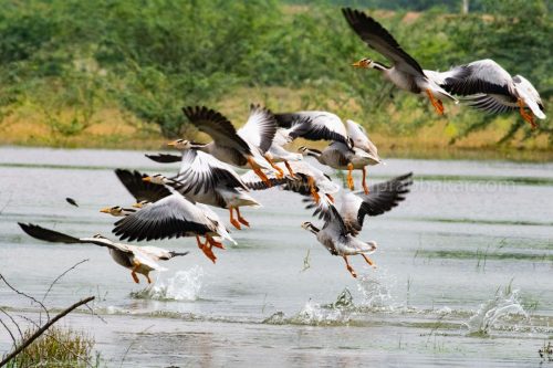 Birds-collection-11