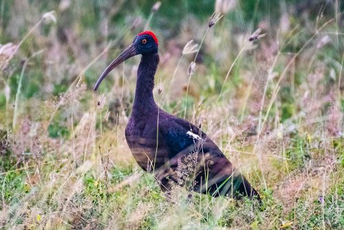 Birds-collection-13