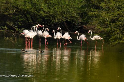 Birds-collection-14