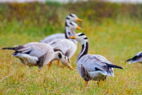 Birds-collection-15
