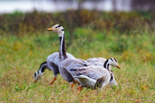 Birds-collection-16