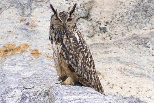 Birds-collection-17