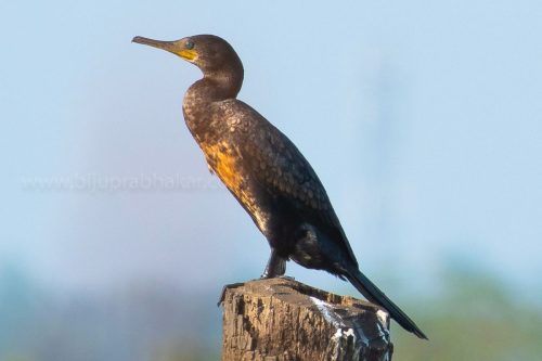 Birds-collection-18