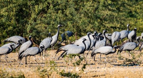 Birds-collection-19