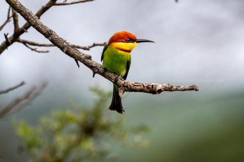Birds-collection-2