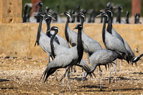 Birds-collection-21