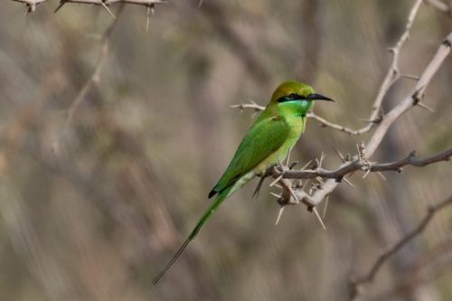 Birds-collection-22