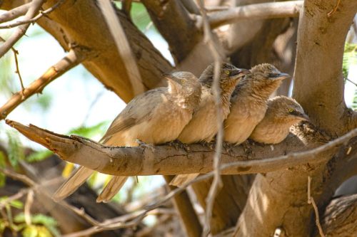 Birds-collection-23