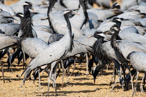 Birds-collection-24