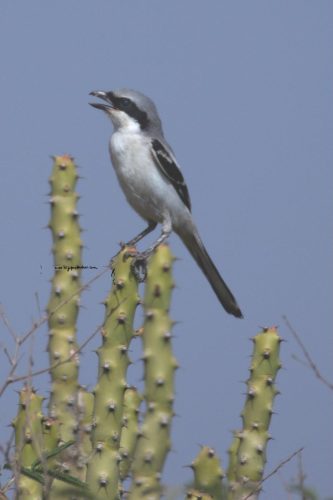 Birds-collection-25