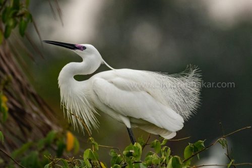 Birds-collection-3