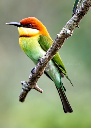Birds-collection-4