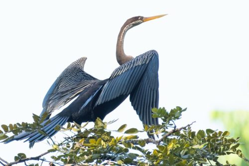 Birds-collection-5