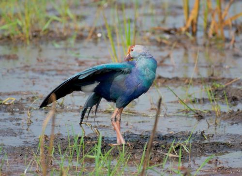 Birds-collection-6