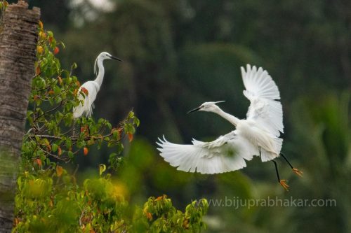 Birds-collection-7
